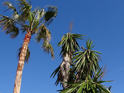 Palmen in Javea